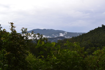 jungle view