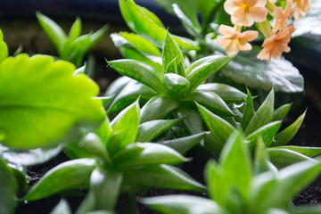A group of Beautiful Miniature succulent plants in pot. Soft selective focus 