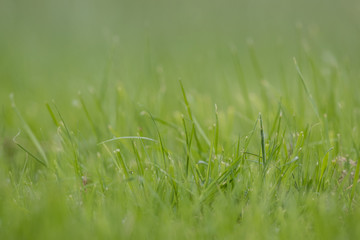 Field of green grass with shallow depth of field so front and back are soft focus. Texture.