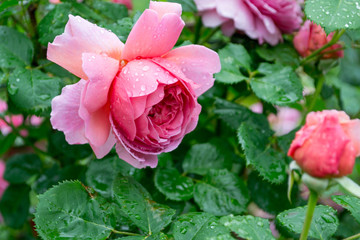 Background with blooming garden Rose after rain. Rain drops on rose flower