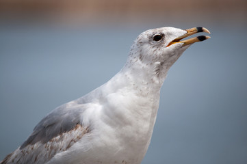Portrait of Seagull close-up against blue background