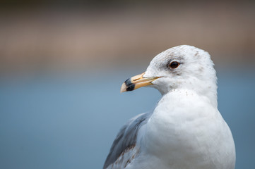 Portrait of Seagull close-up against blue background