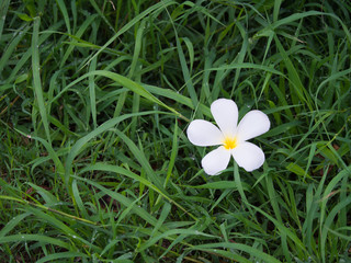 Plumeria Flower on The Lawn