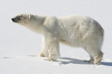 Fototapeta na wymiar Eisbär im Sonnenschein