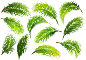 Naklejka premium Palm leaves. Vector