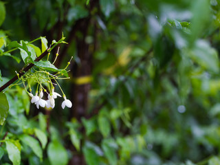 White Wild Water Plum Flowers Blooming