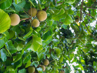 Santol Fruit is Ripe on The Tree