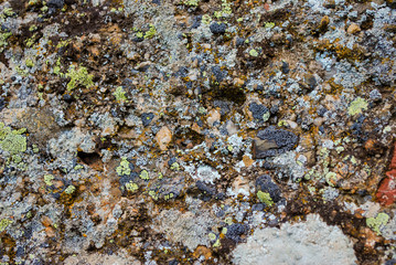 Various lichen patterns on stone