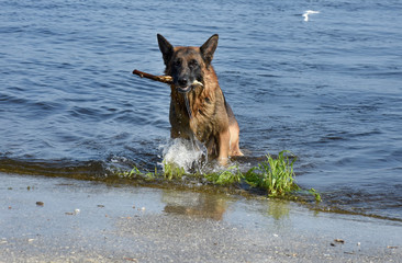 Summer in the heat of a dog is very fond of swimming