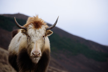 Yak in the valley