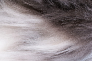 The cat's fur. Grey fur. Dark background