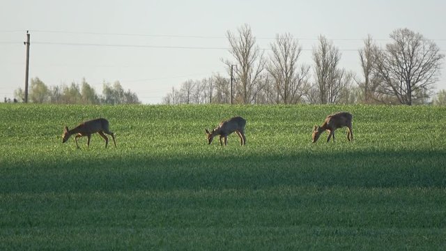 Animals Roe deer group on spring wheat field in morning sunlight