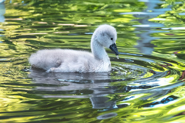 cygne oiseau bébé petit naissance animal blanc