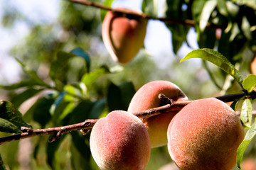 COLHEITA DE PÊSSEGOS