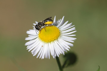 Fototapeta premium tiny bee collecting pollen