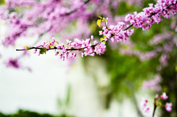 Purple Spring Blossom. Cercis Canadensis or Eastern Redbud