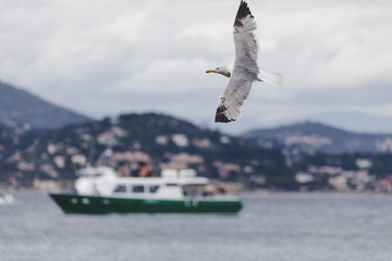 Fliegende Möwe Möve in den Wolken in Saint Tropez Frankreich