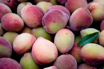 COLHEITA DE PÊSSEGOS