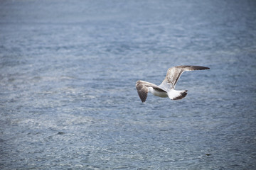 Fliegende Möwe Möve in den Wolken in Saint Tropez Frankreich