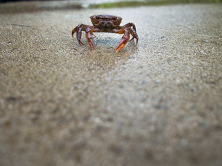 Red Field Crab Sitting Peacefully