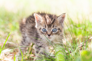 Naklejka na ściany i meble gray little kitten in the grass