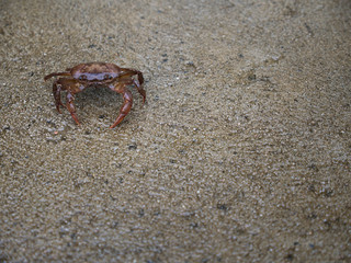 Red Field Crab Sitting Peacefully