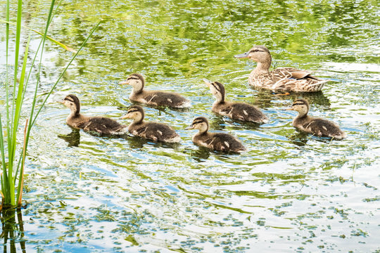 canard cane caneton oiseau mare eau &eacute;tang b&eacute;b&eacute; m&egrave;re naissance