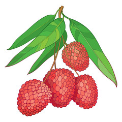 Vector branch with outline red Chinese Lychee or Litchi fruit and green leaf isolated on white background. Perennial subtropical tree in contour style for summer design and juicy fresh menu.