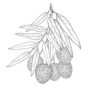 Vector branch with outline Chinese Lychee or Litchi fruit and leaf isolated on white background. Perennial subtropical tree in contour style for summer design, juicy fresh menu and coloring book.