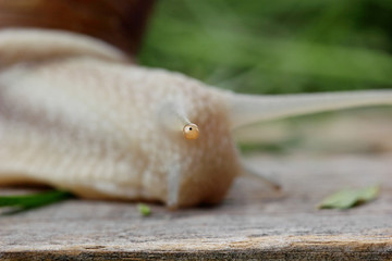 Eye of snail Closeup macro photography.Focus on eye