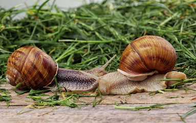 Snail couple. Snail love analogy.Concept of love