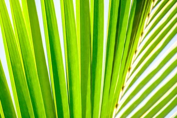 Papier Peint photo Lavable Palmier Close-up of coconut palm fronds