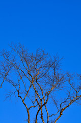 Dead tree, trees on a blue sky background