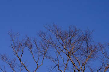 Dead tree, trees on a blue sky background