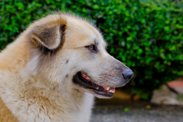 Lovely Brown Dog Relax On The Street,Thailand.