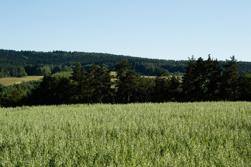 A spring landscape on the hills 