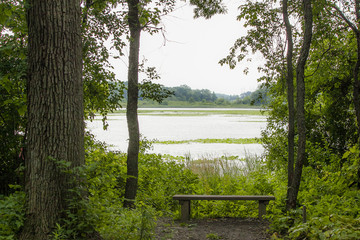 A single simple bench in the woods overlooks a small pond.