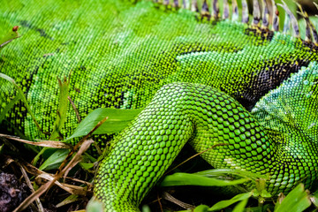 A close up of the scales on a green iguana