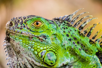 An aggressive green iguana raises its head
