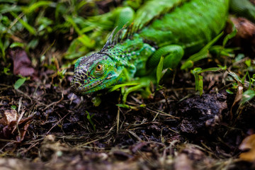 Naklejka premium A green iguana huddles in the dirt