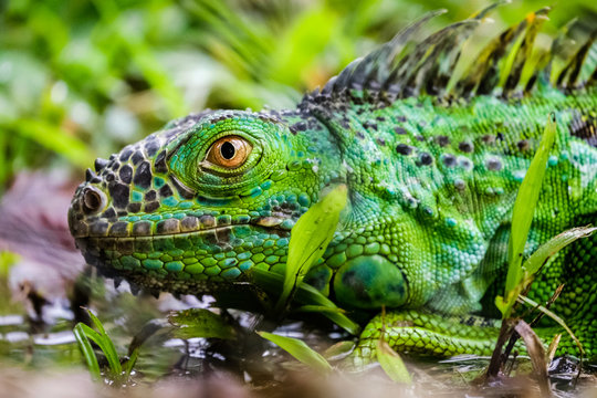 A green iguana crouches in the green grass