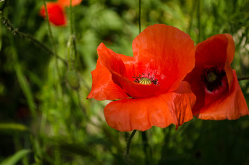 Poppy flower in the nature