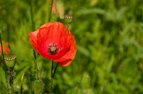 Poppy flower in the nature