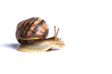 snail crawls on an white background