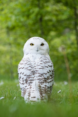 hibou chouette harfang des neiges anima oiseau plume blanche