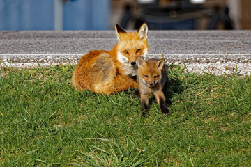 Obraz premium A Red Fox Vixen rests alongside her kit. Red Foxes tend to have large litters with seven or eight kits being common.