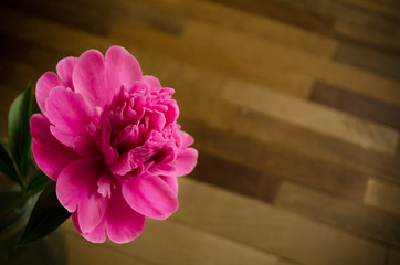 Pink peony over the floor