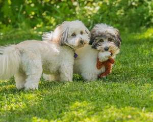 Naklejka na ściany i meble Coton de Tulear puppies playing in the sun on the grass