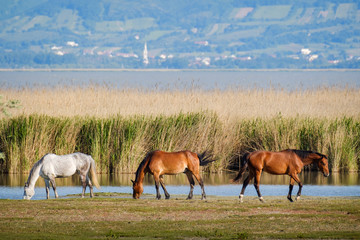 Horse and water