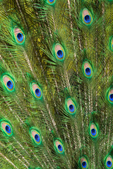 plume paon oiseau coleur coloré oiseau animal